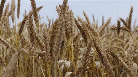 العراق يشتري أكثر من 3 ملايين طن من القمح في موسم الحصاد المحلي