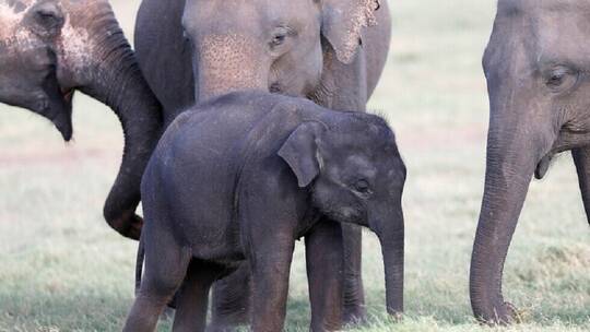 ناميبيا تبيع 57 فيلا بالمزاد عوضا عن قتلها